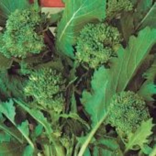 Sessantina Riccia di Sarno Broccoli Raab BR64-250