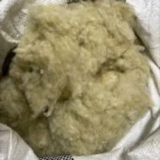 Louisiana Green Cotton CO14-5