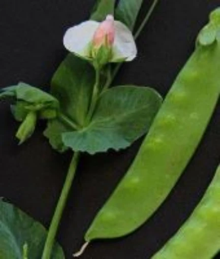 Taiwan Sugar Snow Peas PE38-50