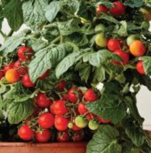 Veranda Red Tomato Seeds TM958-10