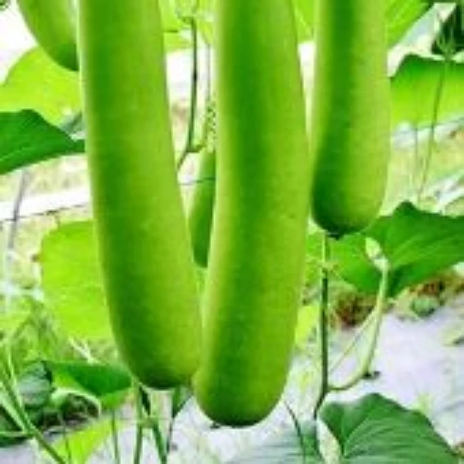 Nam Tao Ngam Gourd Seeds GD56-10