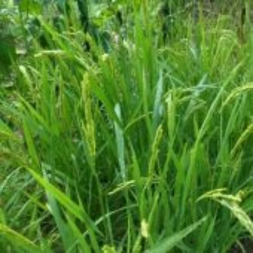 Short Grain Rice Seeds GN6-100