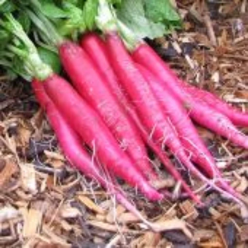 Long Scarlet Cincinnati Radish Seeds RD53-100