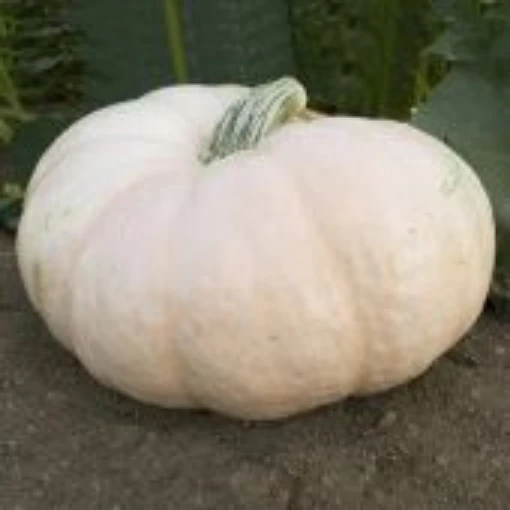 Amish Pie Squash Seeds SQ132-10