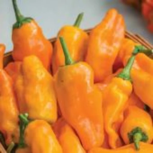 Orange Pepperoncini Pepper Seeds HP2552-10