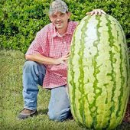 Giant Watermelon Seeds WM89-10