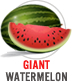 Giant Watermelon