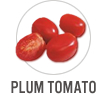Plum Tomato