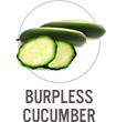 Burpless Cucumber