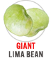 Giant Lima Bean