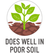 Does Well in Poor Soil