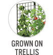 Grown on Trellis