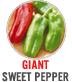 Giant Sweet Pepper