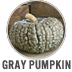 Gray Pumpkin