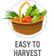 Easy to Harvest