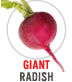 Giant Radish