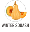 Winter Squash