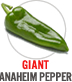 Giant Anaheim Pepper