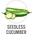 Seedless Cucumber