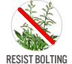 Resist Bolting