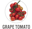 Grape Tomato