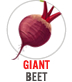 Giant Beet