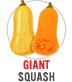 Giant Squash