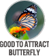 Good To Attract Butterfly
