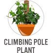 Climbing Pole Plant