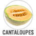 Cantaloupes