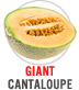 Giant Cantaloupe