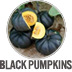 Black Pumpkins