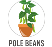 Pole Beans