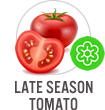 Late Season Tomato