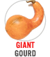 Giant Gourd