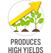 Produces High Yields