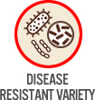 Disease Resistant Variety