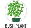 Bush Plant
