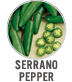 Serrano Pepper