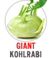 Giant Kohlrabi