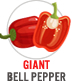 Giant Bell Pepper