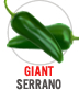 Giant Serrano