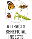 Attracts Beneficial Insects