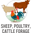 Sheep, Poultry, Cattle Forage