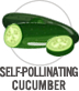 Self-Pollinating Cucumber