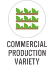 Commercial Production Variety
