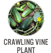 Crawling Vine Plant