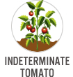 Indeterminate Tomato