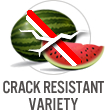 Crack Resistant Variety