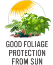 Good Foliage Protection from Sun
